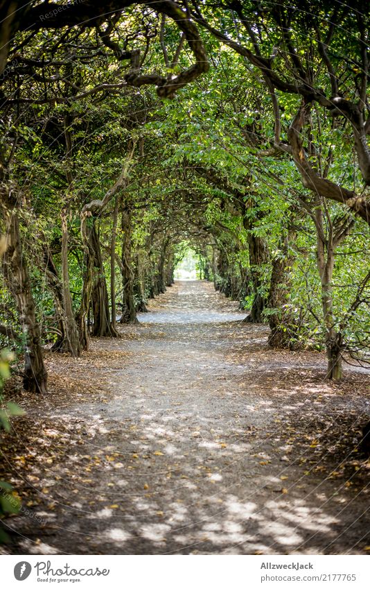 In park 5 Colour photo Exterior shot Day Copy Space bottom Forward Trip Summer Relaxation Calm Park Nature Tree Forest Green Mysterious Romance Loneliness