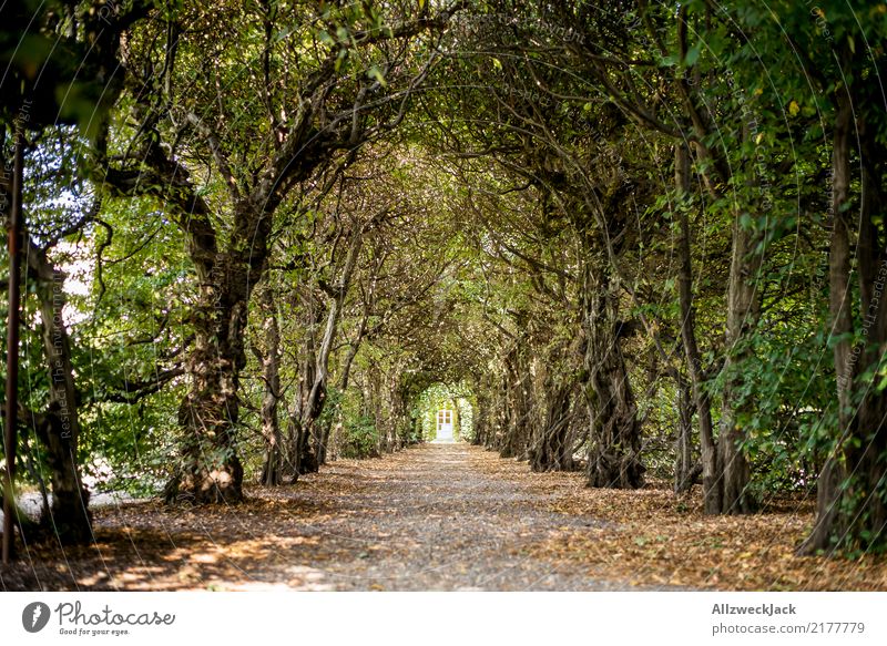 In the park 6 Colour photo Exterior shot Day Deserted Copy Space bottom Trip Summer Relaxation Calm Park Nature Tree Forest White Green Mysterious Romance