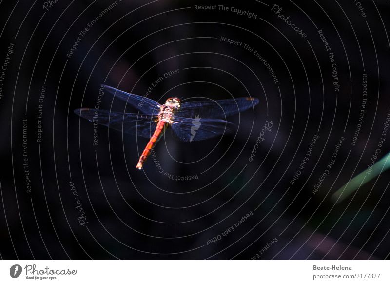 Speed | Lightning Fast Elegant Environment Nature Lakeside Bog Marsh Aviation Animal Wing Dragonfly Dragonfly wing Work and employment Movement Flying Esthetic