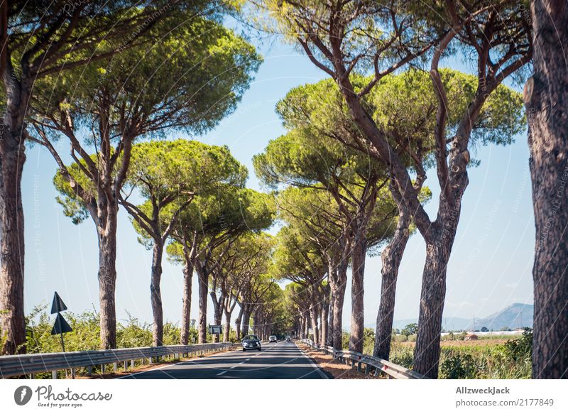 Alley in Tuscany 2 Relaxation Calm Trip Summer Nature Tree Forest Street Car Driving Hot Green White Romance Loneliness Summery Avenue Italy road trip Sequence