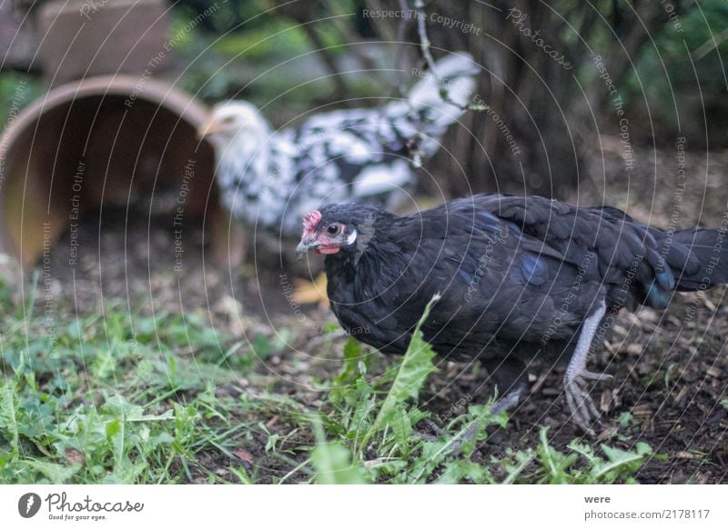 Caruso, young cock, single Food Agriculture Forestry Nature Animal Farm animal Bird Movement To feed Athletic Environmental protection Endangered species