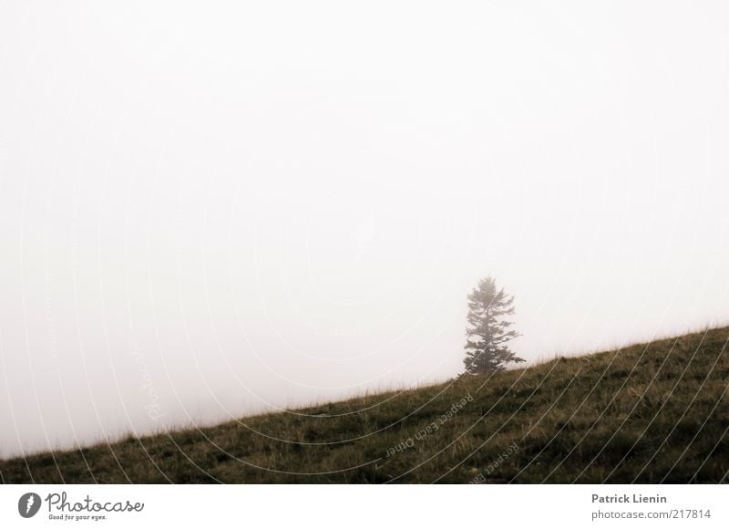 alpine view Environment Nature Landscape Plant Elements Air Sky Autumn Climate Weather Bad weather Fog Tree Wild plant Going Black Forest Loneliness Bright