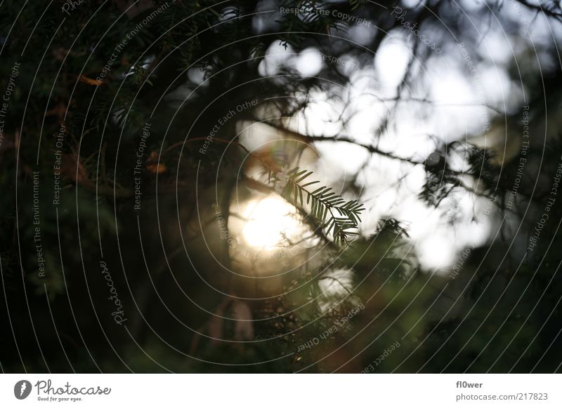 ASTNADELNSONNE Branch Sun Back-light Green Bright Dazzle Light Strong Leaf Twig Foliage plant Sunset Dark Sky Day Forest Yellow Nature Silhouette Moody