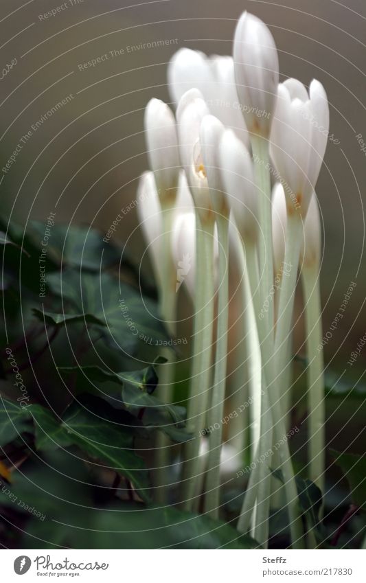 Autumn crocus in November Meadow saffron Gloomy November mood Transience dreariness melancholy melancholically Nostalgia Sadness sad Calm white blossom Ivy