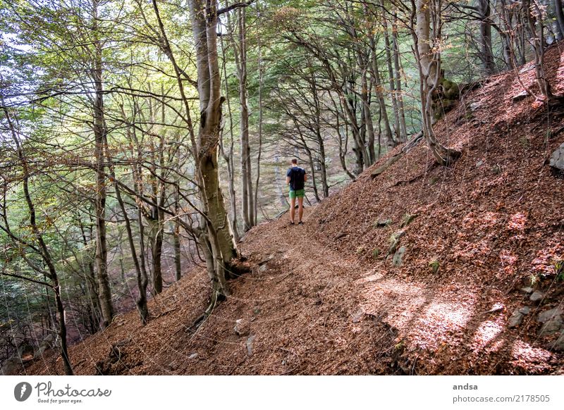 Man in deciduous forest hiking Deciduous forest foliage Forest Hiking Trip Sports Autumn Nature Relaxation Exterior shot Landscape Vacation & Travel