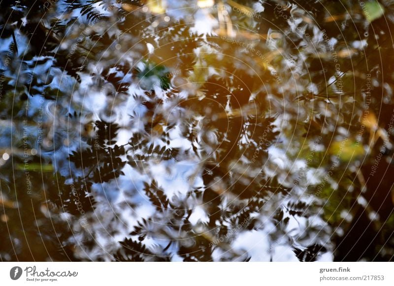 leaves in the mirror Nature Plant Air Water Sky Autumn Beautiful weather Tree Leaf Forest Natural Blue Brown Gold Black Mysterious Puddle Colour photo