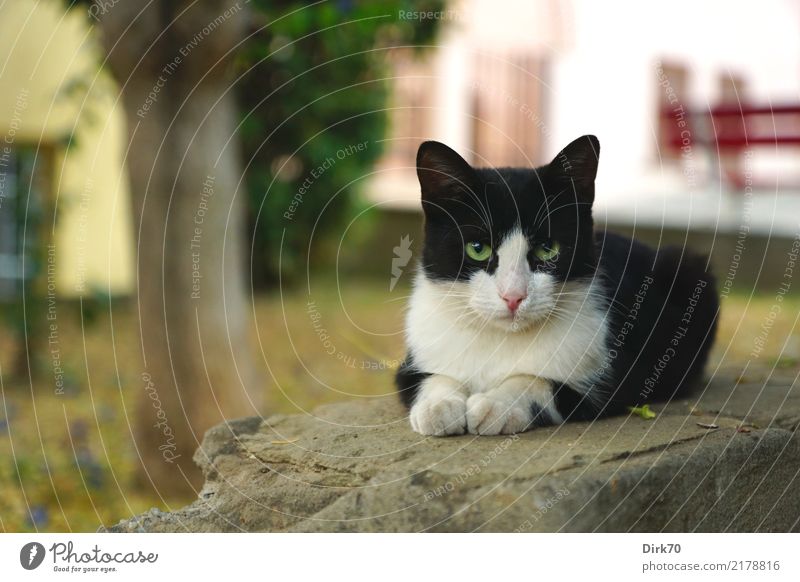 cool cat Tree Garden Park Thessaloniki Greece Town Old town Deserted House (Residential Structure) Wall (barrier) Wall (building) Facade Animal Pet Cat