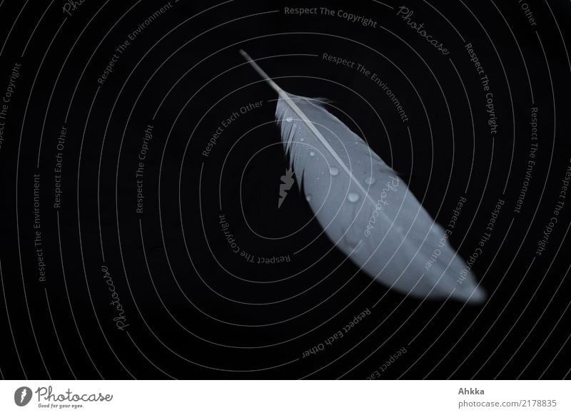 White swan feather with drops of water on black background Drops of water Feather Esthetic Small Wet Black Purity Sadness Concern Grief Death Pain Loneliness