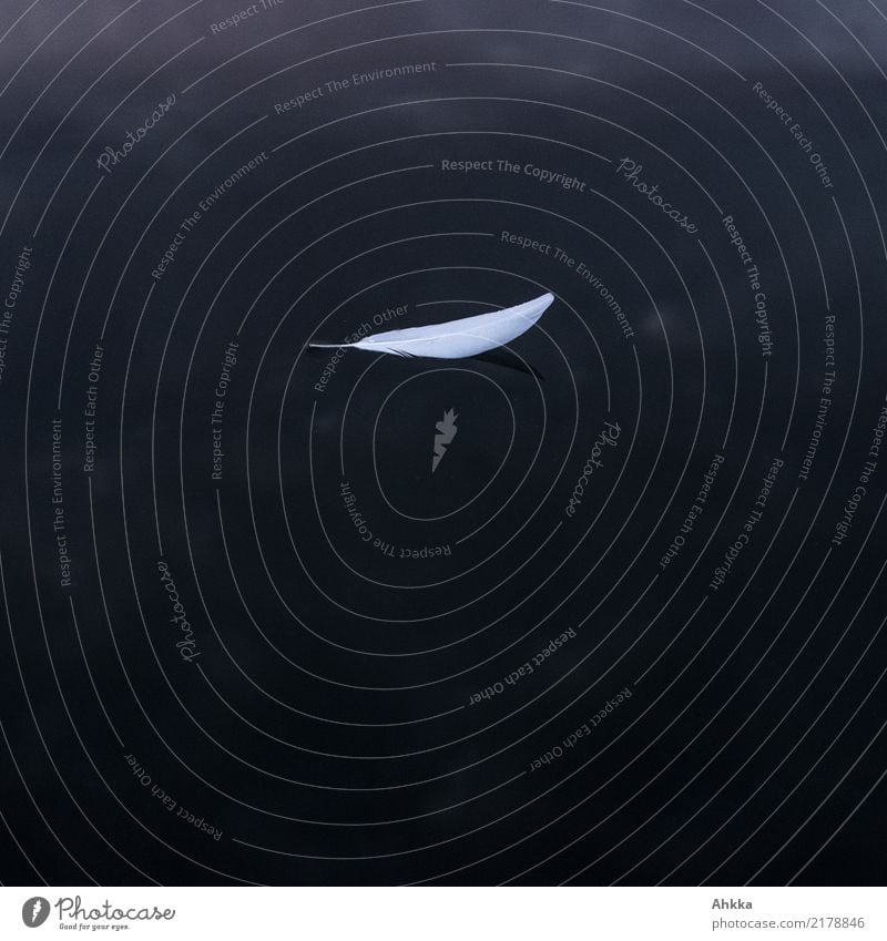 Small white swan feather floats on dark water Water Feather Swimming & Bathing Esthetic Free Wet Black White Honest Wisdom Purity Modest Stress Loneliness