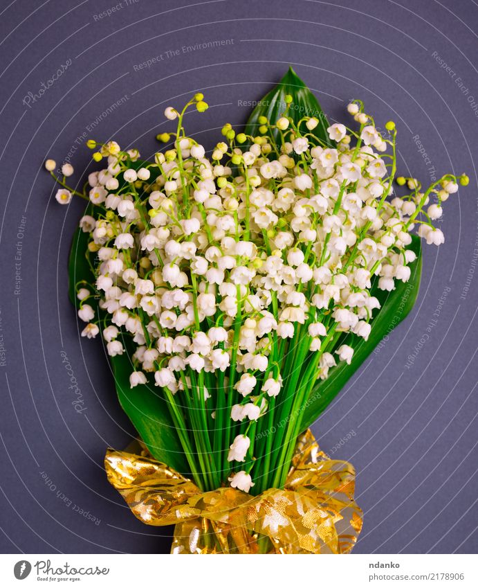 bouquet of blossoming lilies of the valley Beautiful Summer Garden Plant Flower Leaf Blossom Bouquet Blossoming Fresh Natural Green Black White Valley spring