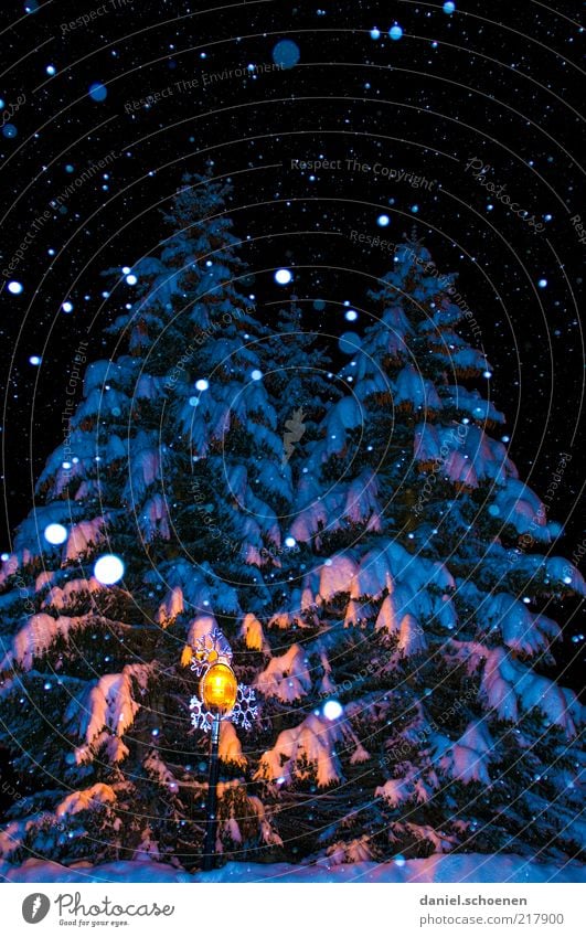 O Christmas tree Winter Snow Climate Ice Frost Snowfall Tree Blue Fir tree Snowflake Night Flash photo Shadow Deserted Reflection Dark Illuminate Enchanting