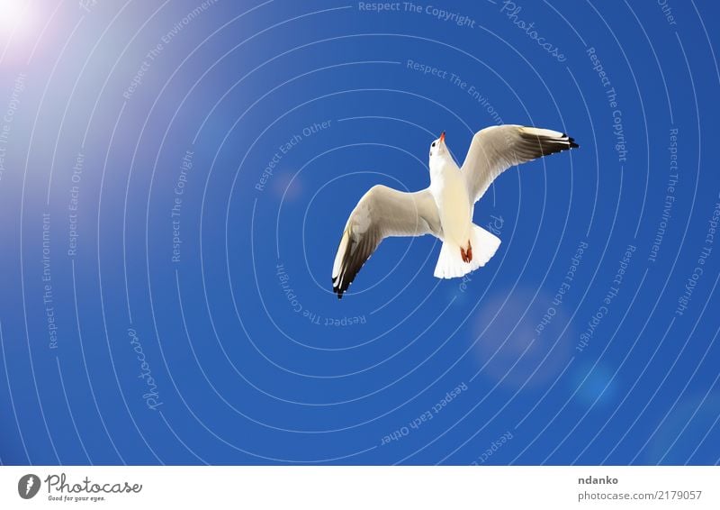 white sea gull Freedom Summer Sun Nature Animal Sky Bird Fly 1 Movement Wild Blue White Feather soar background Story Seagull wildlife wing Sea bird Height