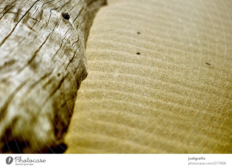 western beach Environment Nature Sand Tree Coast Beach Baltic Sea Lie Natural Warmth Structures and shapes Contrast Wood Colour photo Day Undulating Undulation