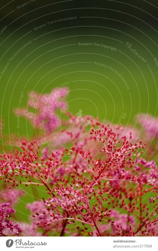 flowers Nature Plant Flower Blossoming Growth Green Pink Black Optimism Esthetic Catadioptric system (effect) Delicate Colour photo Multicoloured Exterior shot