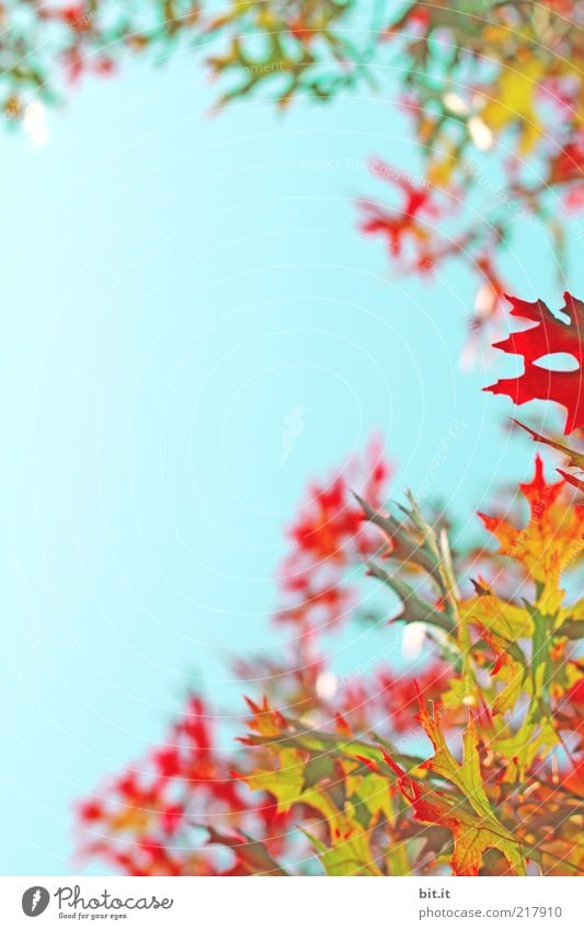 colourful Nature Plant Sky Cloudless sky Autumn Climate Weather flaked Blue Multicoloured Yellow Gold Red Autumn leaves Autumnal Maple tree Maple leaf