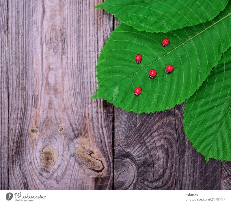 green leaf of a chestnut Nature Plant Autumn Tree Leaf Wood Growth Fresh Natural Gray Green Red Colour Chestnut background fall Botany stem botanical