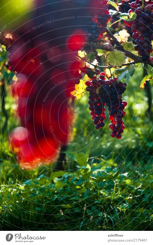 Burgundy on floor IV Plant Agricultural crop Green Red Vine Wine Red wine Vineyard Wine growing Bunch of grapes Grape harvest Winery Harvest Autumn Vine leaf