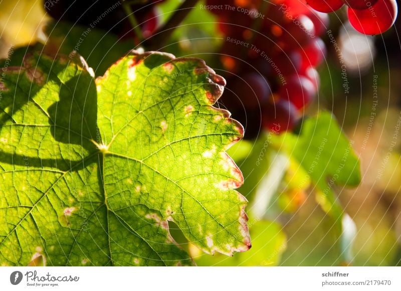 Neandertal in the vine leaf Plant Agricultural crop Green Red Wine Bunch of grapes Vine leaf Vineyard Wine growing Winery Leaf Leaf green Leaf filament