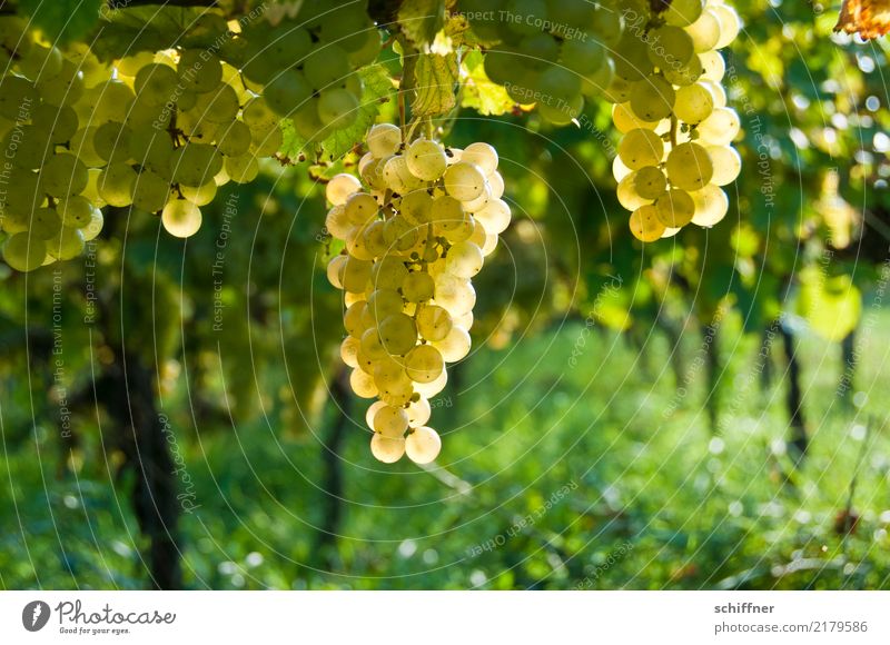 Open your mouth! Plant Autumn Agricultural crop Yellow Gold Green Wine Vine Vineyard Wine growing Bunch of grapes Grape harvest Winery Winegrower White wine