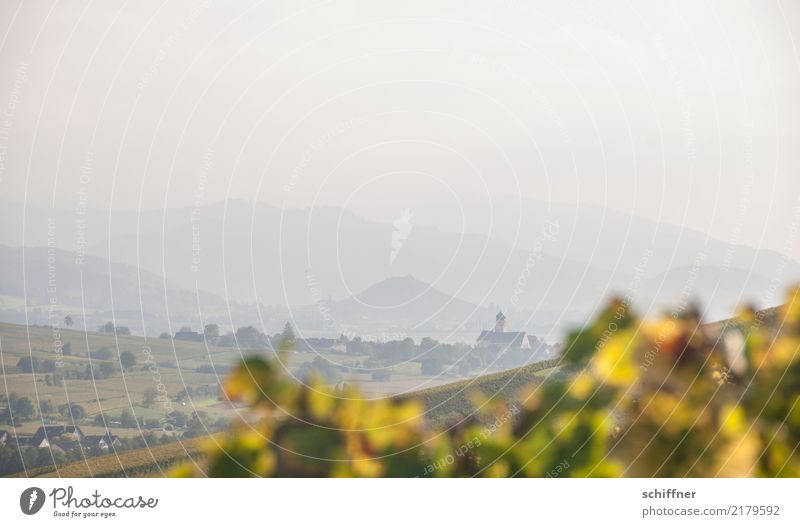 Enough wine Landscape Autumn Beautiful weather Hill Mountain Village Yellow Green Haze Fog Far-off places Vineyard Vine leaf Manmade landscape Black Forest