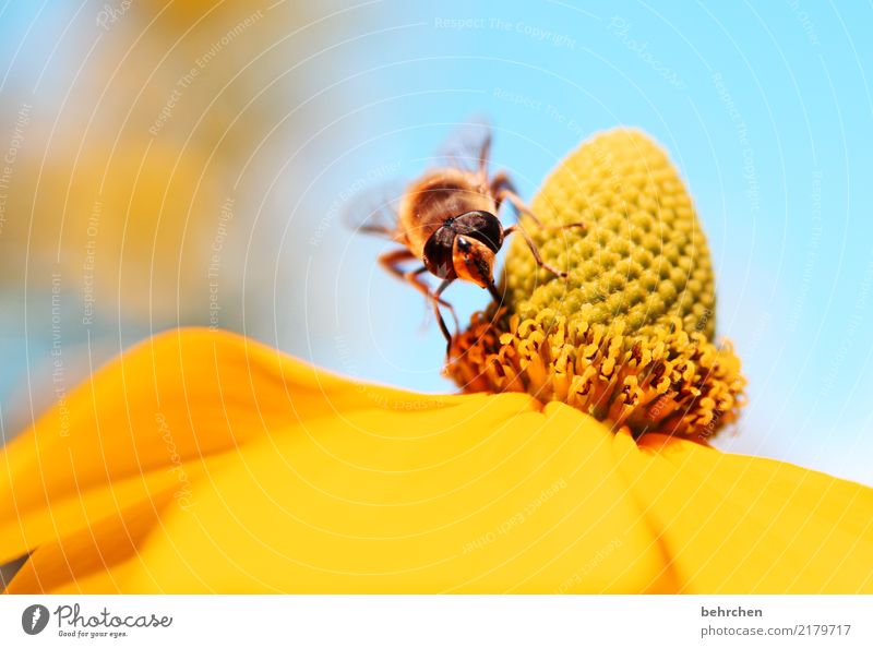 A place in the sun Nature Plant Animal Sky Summer Beautiful weather Tree Leaf Blossom Garden Park Meadow Wild animal Bee Animal face Wing 1 Blossoming Fragrance