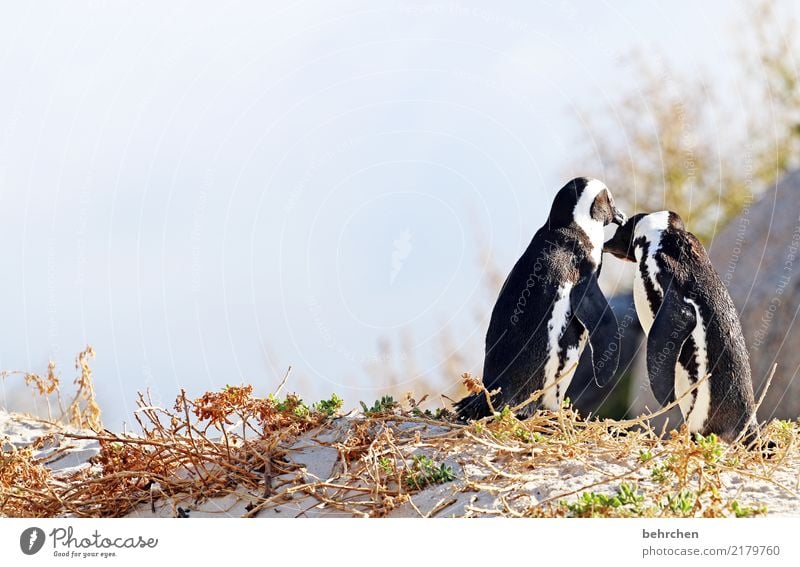 loving Vacation & Travel Tourism Trip Adventure Far-off places Freedom Nature Sky Beach Ocean Wild animal Bird Wing Penguin Web-footed birds 2 Animal