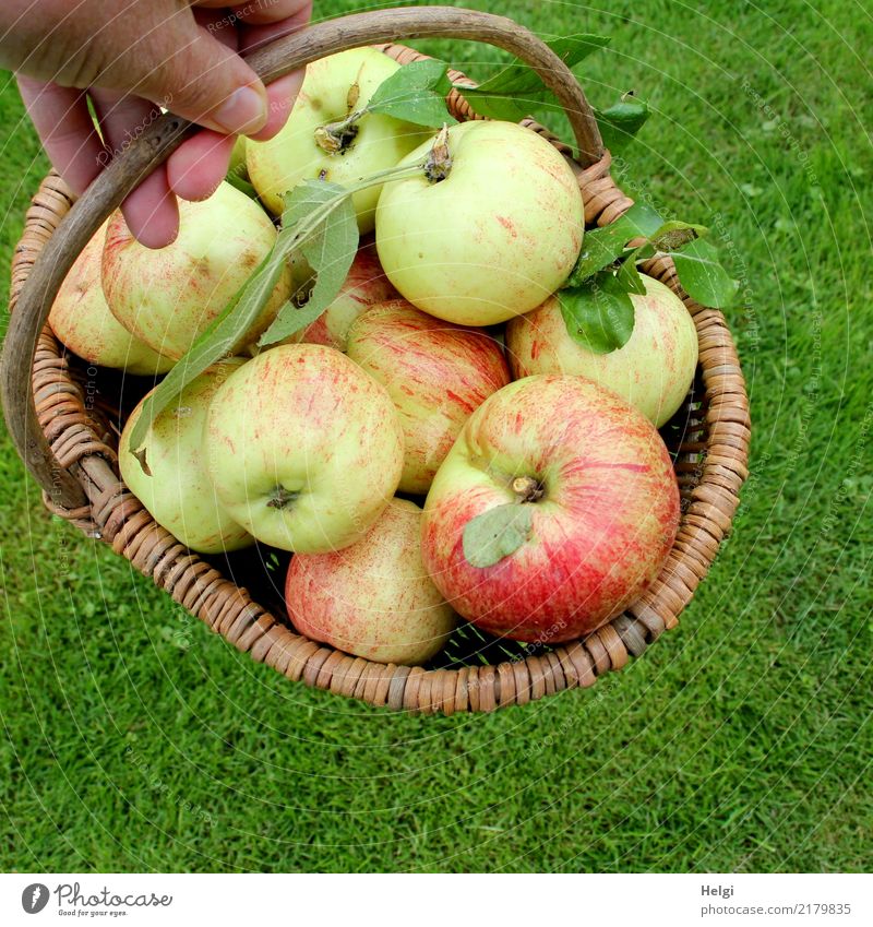 good harvest ... Food Fruit Apple Organic produce Vegetarian diet Hand Fingers Leaf Garden Meadow Basket To hold on Lie Authentic Fresh Healthy Delicious