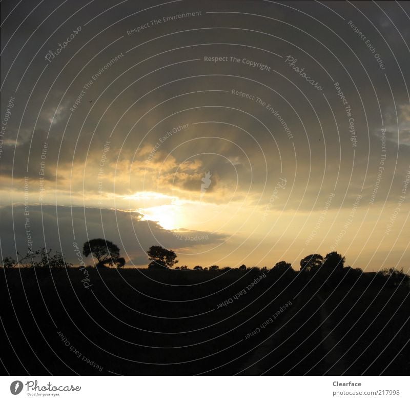 etzssrt Nature Landscape Sky Tree Dark Denmark Colour photo Exterior shot Deserted Copy Space bottom Evening Contrast Silhouette Sunrise Sunset Sunbeam Clouds