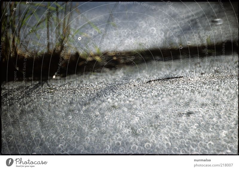 it glitters Environment Nature Plant Grass Glittering Wet Natural Juicy Under Seam Colour photo Abstract Morning Reflection Light (Natural Phenomenon) Sunlight