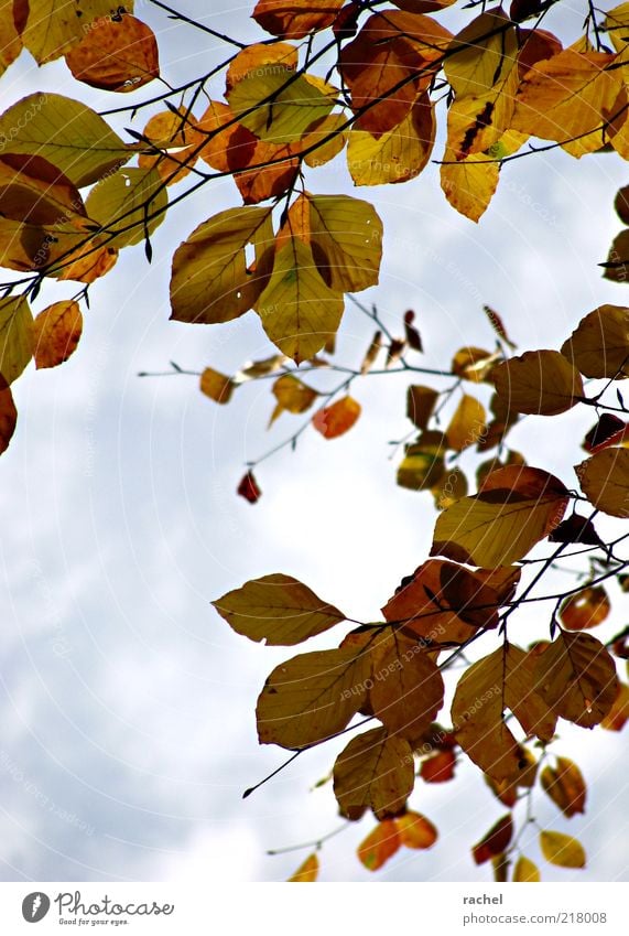 Change of Seasons Autumn Leaf Hang Exchange Autumn leaves Autumnal Deciduous tree Forest walk Clouds Beech tree Multicoloured Skyward Indian Summer Sunlit