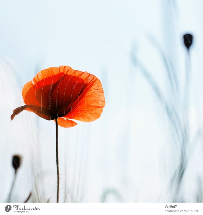 fragility Nature Plant Sunlight Summer Flower Poppy Poppy blossom Blossoming Relaxation Beautiful Natural Blue Red Moody Dream Elegant Colour Calm Environment