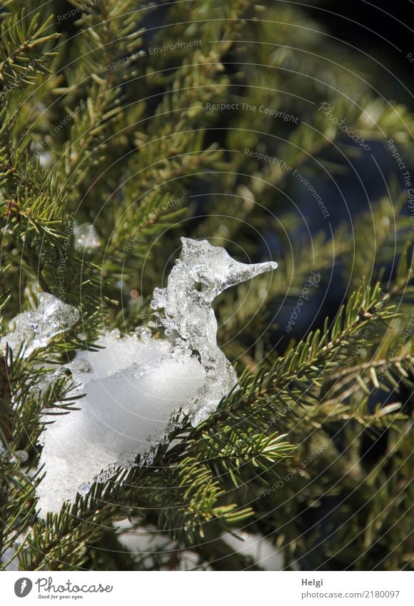 kingfisher Environment Nature Plant Winter Beautiful weather Ice Frost Snow Tree Spruce Fir tree Forest Esthetic Exceptional Uniqueness Cold Small Natural Gray