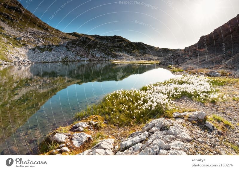 cotton-grass on Laufbichelsee alpine lake in rocks Vacation & Travel Summer Mountain Hiking Nature Landscape Sun Sunlight Rock Alps Lake Stone Wild water Alpine