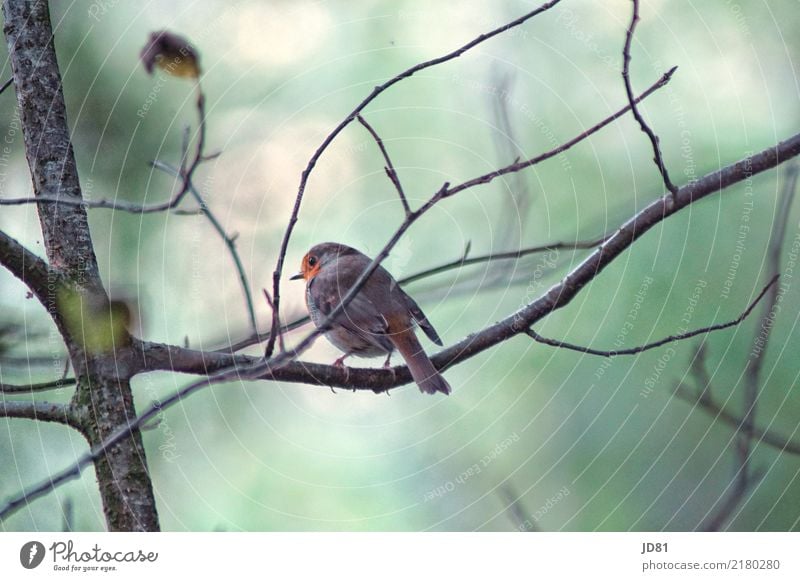 Pieper Chat Nature Animal Autumn Forest Bird Animal face Wing 1 Cold Natural Blue Multicoloured Green Sparrow Colour photo Subdued colour Exterior shot Close-up