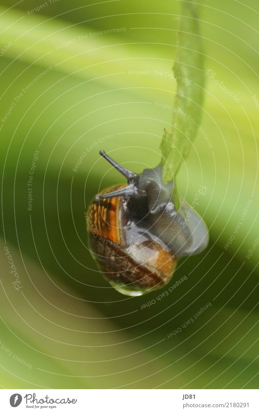 Free fall or green vomit Animal Snail Animal face 1 Eating To hold on Hang Brown Multicoloured Green Bravery Power Love of animals Colour photo Exterior shot