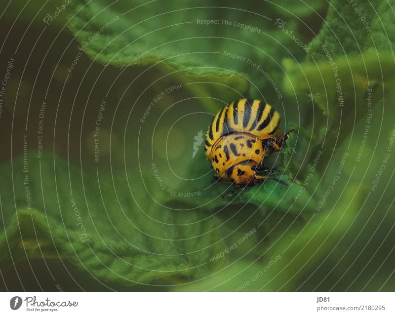 potato beetle Environment Nature Animal Plant Beetle 1 Yellow Green Colorado beetle Insect Insect repellent Colour photo Multicoloured Exterior shot Close-up