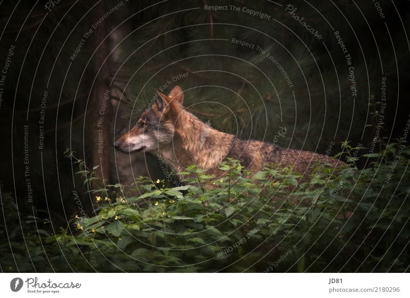 wild wolf Nature Summer Forest Animal Wild animal Animal face Pelt Zoo 1 Observe Brown Green Wolf Colour photo Subdued colour Exterior shot Copy Space right