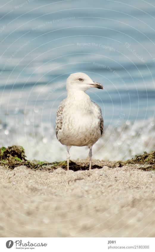 I can look stupidly Environment Nature Landscape Sand Water Beach North Sea Ocean Wild animal 1 Animal Swimming & Bathing Feeding To enjoy Esthetic Authentic