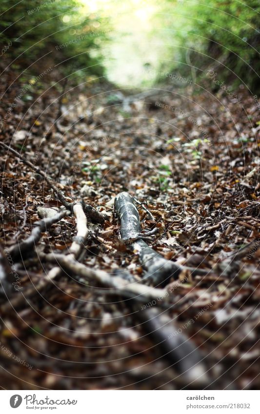 H like home Nature Landscape Autumn Brown Gray Green Branch Leaf Alley Lanes & trails Forest Woodground Bushes Shallow depth of field Colour photo