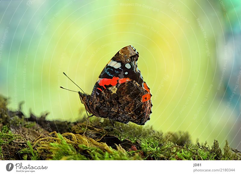 Naturally beautiful and elegant Nature Animal Summer Beautiful weather Moss Butterfly 1 To enjoy Wait Esthetic Elegant Happiness Blue Multicoloured Yellow Green