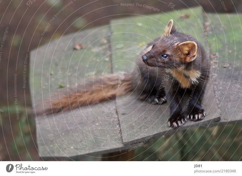 Soooo cute... the little marten Animal Wild animal Animal face Pelt Claw Paw Zoo 1 Observe Jump Cute Town Brown Multicoloured Green Marten Colour photo