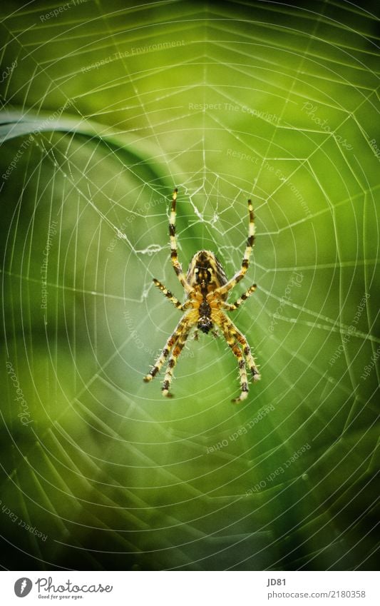 Itzibitzi Spider Nature Spring Summer Autumn Garden Animal 1 Observe Wait Creepy Natural Multicoloured Yellow Green Disgust Colour photo Exterior shot Close-up