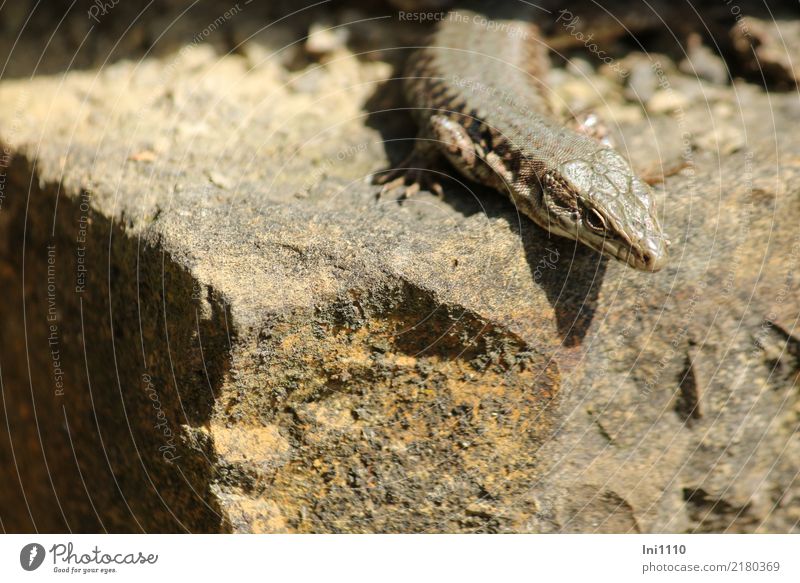 Tone in tone lizard. Nature Animal Sunlight Summer Beautiful weather Warmth Park Rock Lizards 1 Brown Yellow Gray Black Sunbathing Hot Stone Ledge Speed Creep