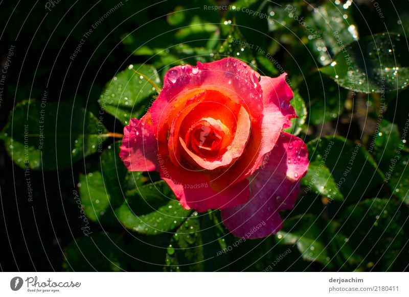 I love her. A beautiful red rose with drops of water. The green leaves outside are also from water drops. Elegant Harmonious Fragrance Summer Plant Sun