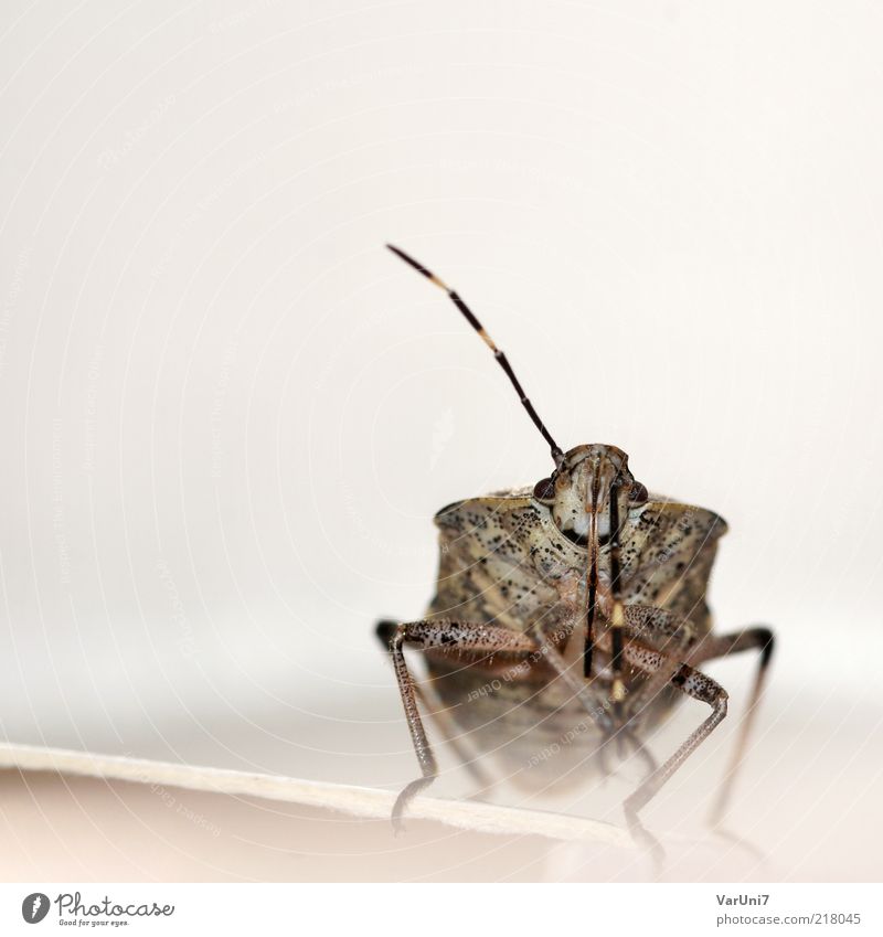 Cute little guy Animal 1 Brown Gray Nature Colour photo Interior shot Macro (Extreme close-up) Copy Space top Day Flash photo Shallow depth of field Long shot