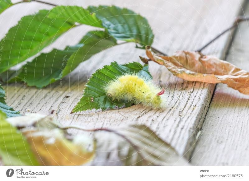 beech stretch foot caterpillar Nature Animal Butterfly Fantastic Bizarre Environmental protection Habitat Beech Stretch Foot Beech Redstart Calliteara pudibunda