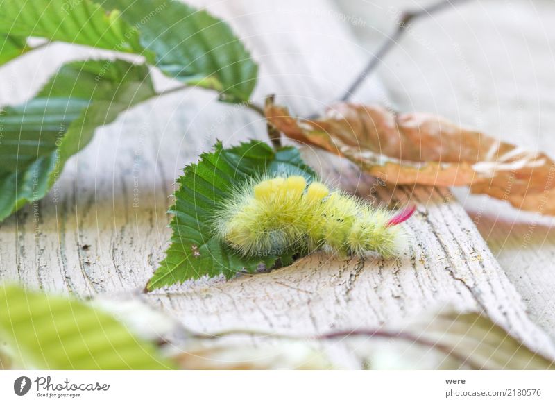 mini monster Nature Animal Butterfly Fantastic Bizarre Environmental protection Habitat Beech Stretch Foot Beech Redstart Calliteara pudibunda Noctuid moth