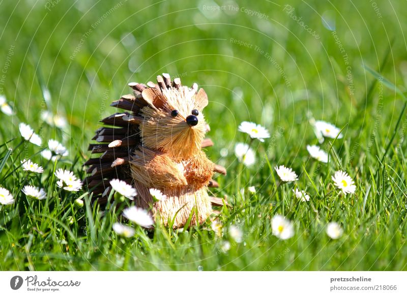 hedgehogs Nature Summer Beautiful weather Flower Grass Blossom Foliage plant Daisy Garden Meadow Animal Wild animal Animal face Hedgehog 1 Toys Decoration