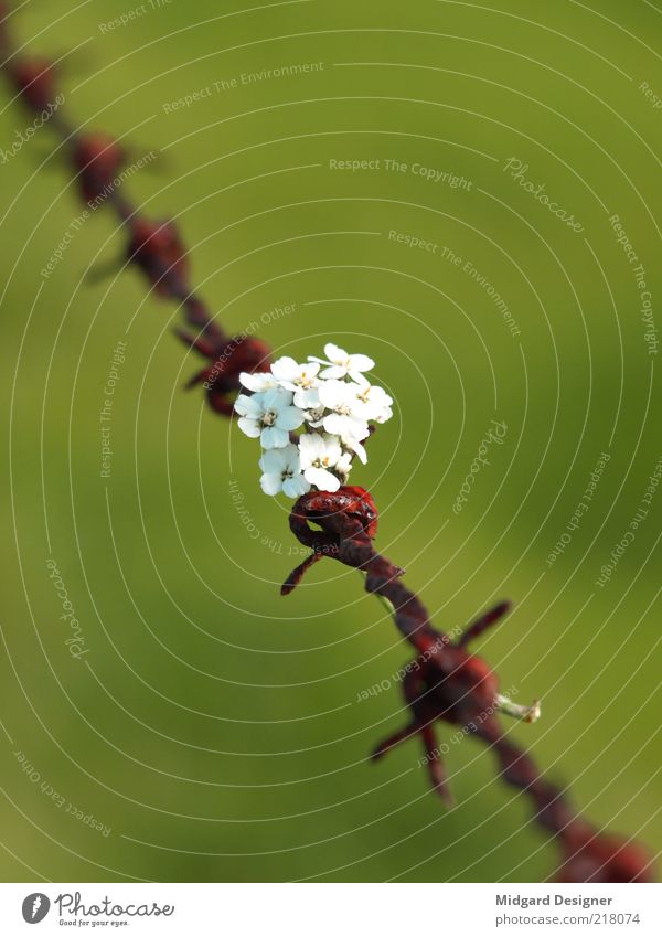 bouquet Environment Nature Plant Flower Blossom Wild plant Meadow Loyalty Romance Joy Peace Rust Barbed wire Green Neutral Background Deserted War