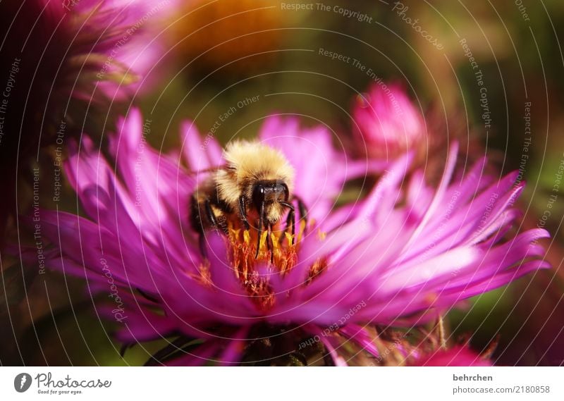 restaurant with sun terrace Nature Plant Animal Summer Autumn Beautiful weather Flower Leaf Blossom Aster Garden Park Meadow Wild animal Bee Animal face Wing 1